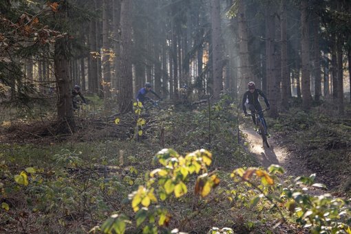 Mountainbikers in het bos