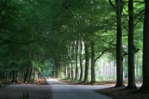 Landgoed Hulshorst bomenrij
