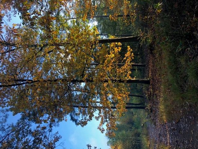 Herfstboom